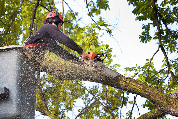 The Steps Involved in Our Tree Care Process in Lepanto, AR